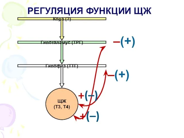 РЕГУЛЯЦИЯ ФУНКЦИИ ЩЖ –(+) +(–) +(–) –(+)