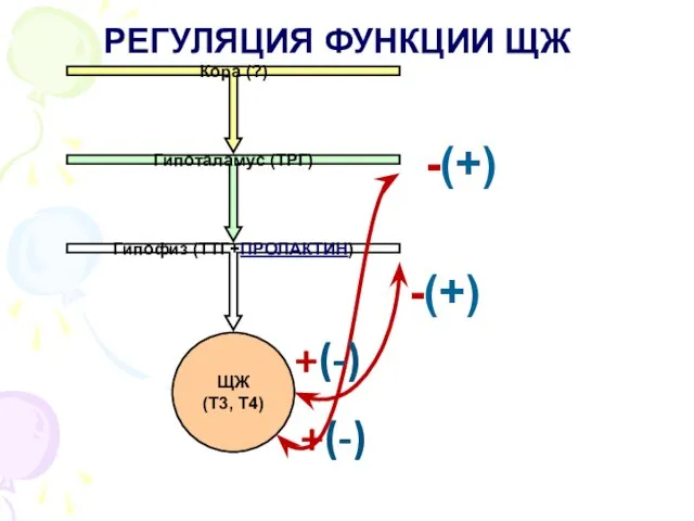 РЕГУЛЯЦИЯ ФУНКЦИИ ЩЖ -(+) +(-) +(-) -(+)