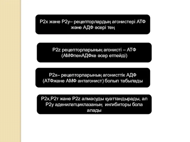 Р2х және Р2у– рецепторлардың агонистері АТФ және АДФ әсері тең Р2z рецепторларының