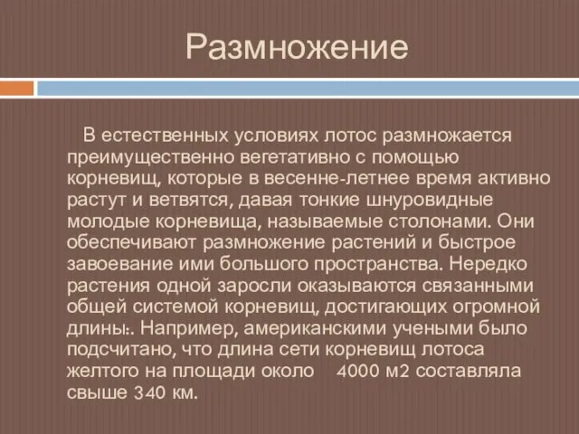 Размножение В естественных условиях лотос размножается преимущественно вегетативно с помощью корневищ, которые