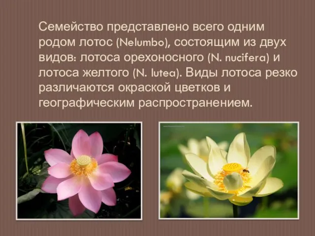 Семейство представлено всего одним родом лотос (Nelumbo), состоящим из двух видов: лотоса