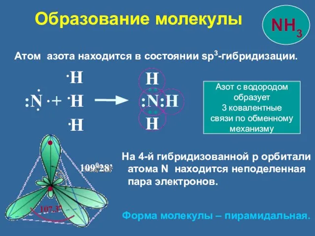 Атом азота находится в состоянии sp3-гибридизации. 109028’ :N + H :N:Н Н