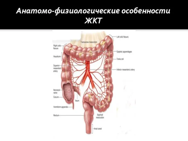 Анатомо-физиологические особенности ЖКТ