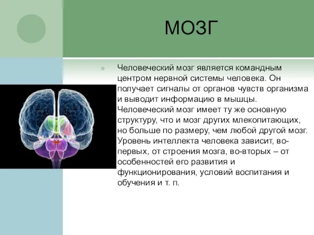 МОЗГ Человеческий мозг является командным центром нервной системы человека. Он получает сигналы