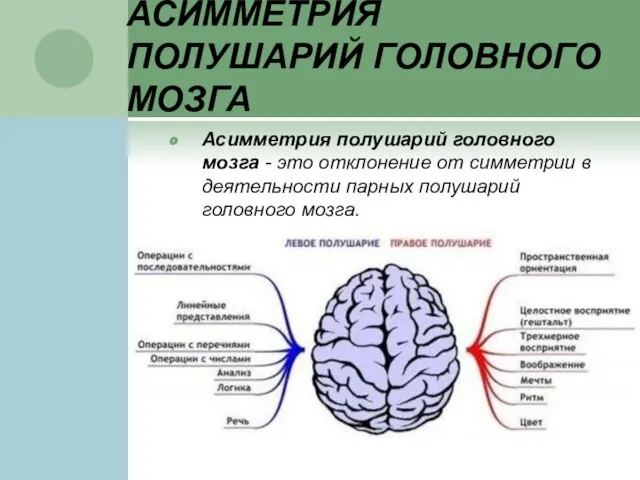 АСИММЕТРИЯ ПОЛУШАРИЙ ГОЛОВНОГО МОЗГА Асимметрия полушарий головного мозга - это отклонение от