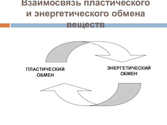 Взаимосвязь пластического и энергетического обмена веществ