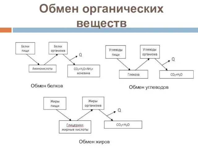 Обмен органических веществ Обмен белков Обмен углеводов Обмен жиров