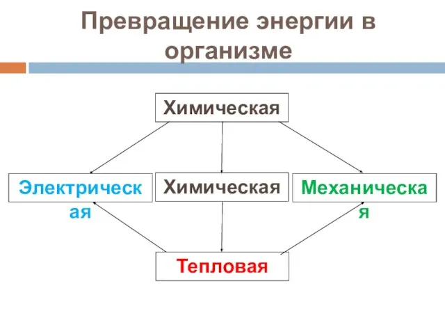 Превращение энергии в организме