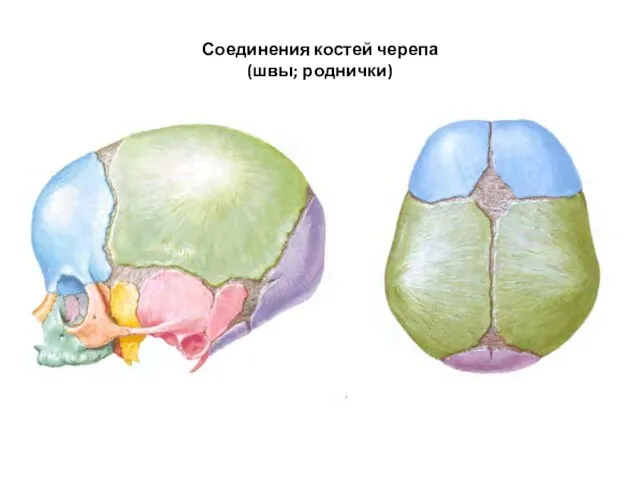 Соединения костей черепа (швы; роднички)