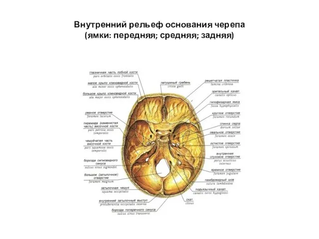 Внутренний рельеф основания черепа (ямки: передняя; средняя; задняя)