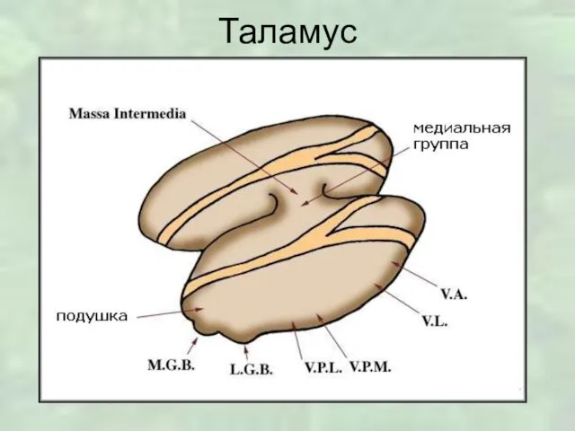 Таламус