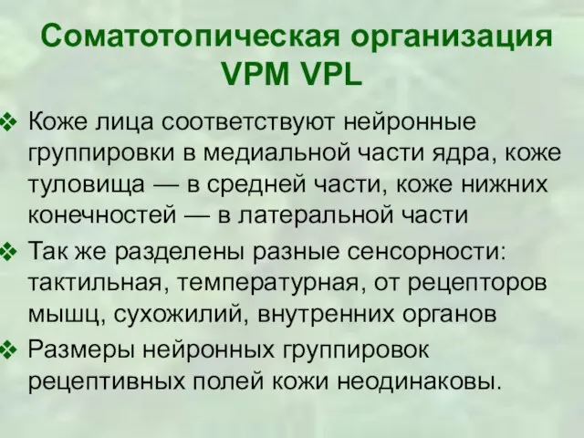 Соматотопическая организация VPM VPL Коже лица соответствуют нейронные группировки в медиальной части