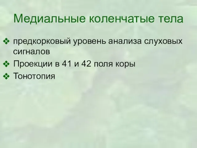 Медиальные коленчатые тела предкорковый уровень анализа слуховых сигналов Проекции в 41 и 42 поля коры Тонотопия