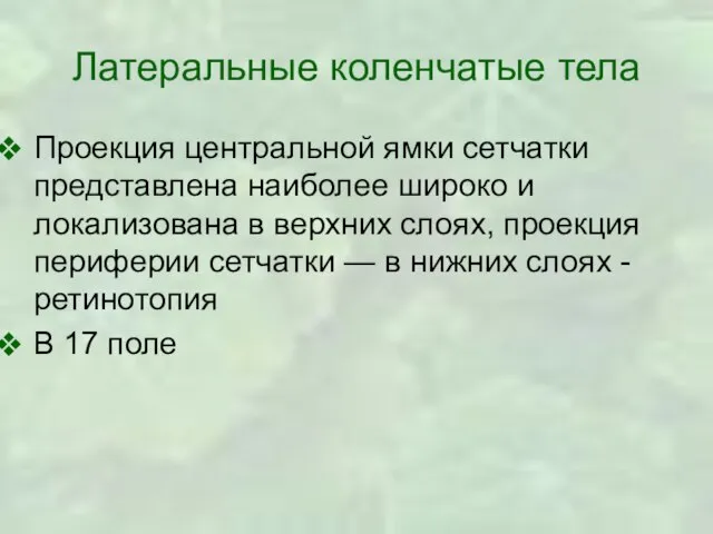 Латеральные коленчатые тела Проекция центральной ямки сетчатки представлена наиболее широко и локализована