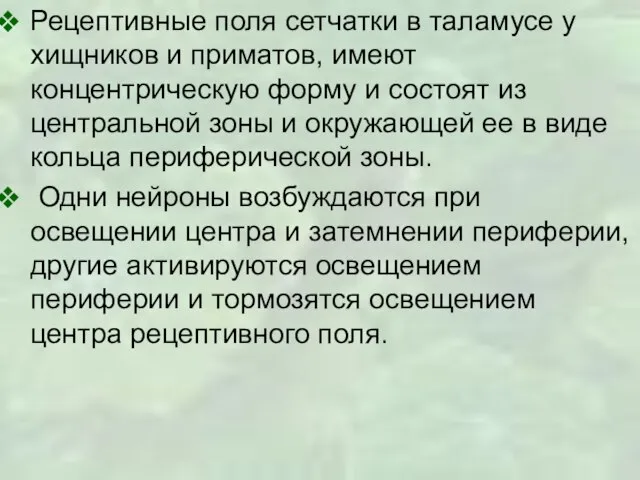 Рецептивные поля сетчатки в таламусе у хищников и приматов, имеют концентрическую форму