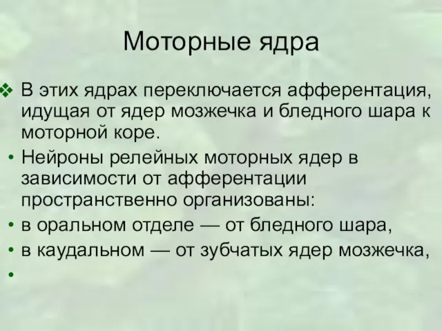 Моторные ядра В этих ядрах переключается афферентация, идущая от ядер мозжечка и