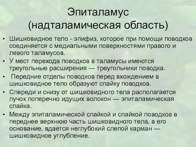 Эпиталамус (надталамическая область) Шишковидное тело - эпифиз, которое при помощи поводков соединяется