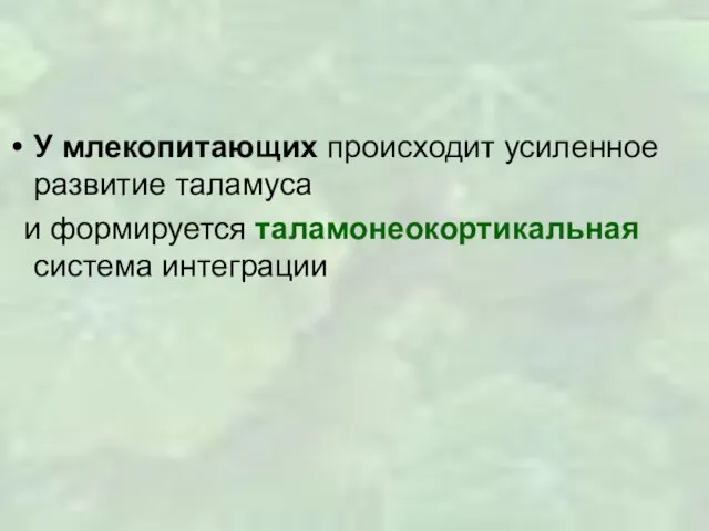 У млекопитающих происходит усиленное развитие таламуса и формируется таламонеокортикальная система интеграции