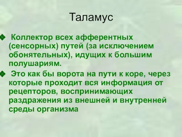 Таламус Коллектор всех афферентных (сенсорных) путей (за исключением обонятельных), идущих к большим