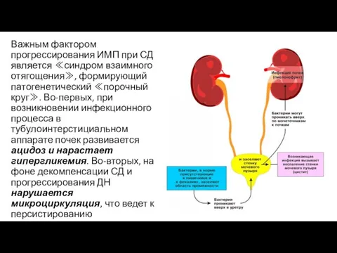Важным фактором прогрессирования ИМП при СД является ≪синдром взаимного отягощения≫, формирующий патогенетический