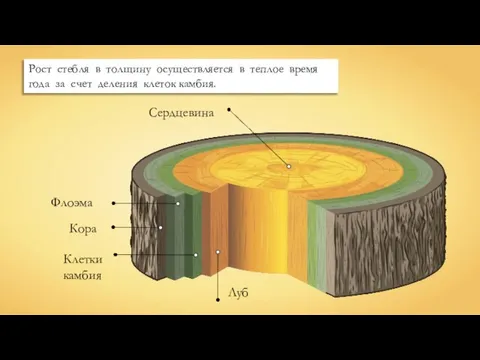 Сердцевина Луб Клетки камбия Кора Флоэма Рост стебля в толщину осуществляется в