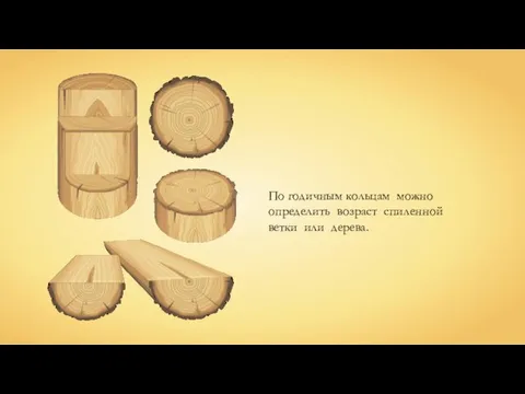 По годичным кольцам можно определить возраст спиленной ветки или дерева.