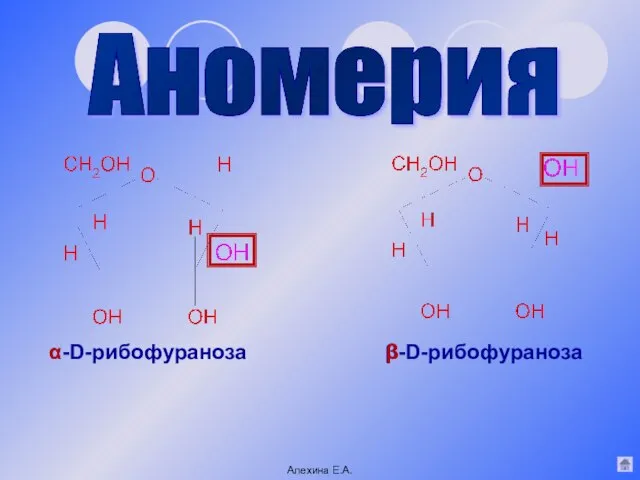 Аномерия β-D-рибофураноза α-D-рибофураноза Алехина Е.А. β α