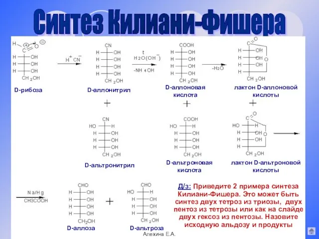 Синтез Килиани-Фишера D-рибоза D-альтронитрил D-аллонитрил D-аллоновая кислота D-альтроновая кислота лактон D-аллоновой кислоты