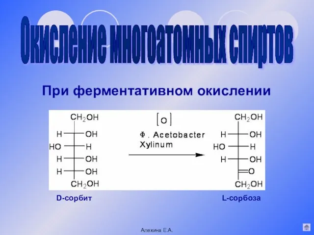 Окисление многоатомных спиртов При ферментативном окислении Алехина Е.А. D-сорбит L-сорбоза