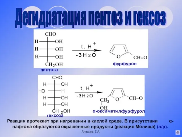 Дегидратация пентоз и гексоз гексоза пентоза α-оксиметилфурфурол фурфурол Алехина Е.А. Реакция протекает