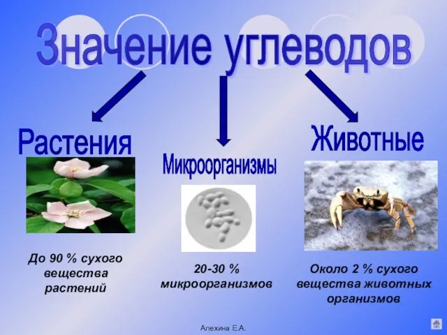 Значение углеводов До 90 % сухого вещества растений Около 2 % сухого