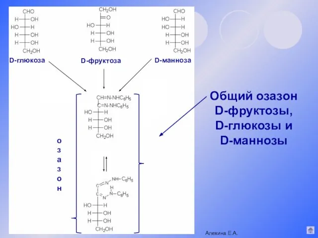 Общий озазон D-фруктозы, D-глюкозы и D-маннозы Алехина Е.А. D-глюкоза D-фруктоза D-манноза озазон