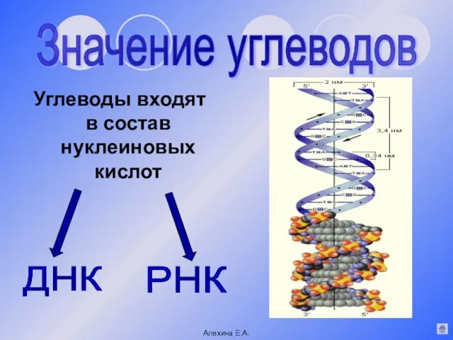 Углеводы входят в состав нуклеиновых кислот Значение углеводов ДНК РНК Алехина Е.А.