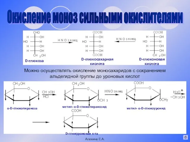 Можно осуществлять окисление моносахаридов с сохранением альдегидной группы до уроновых кислот Окисление