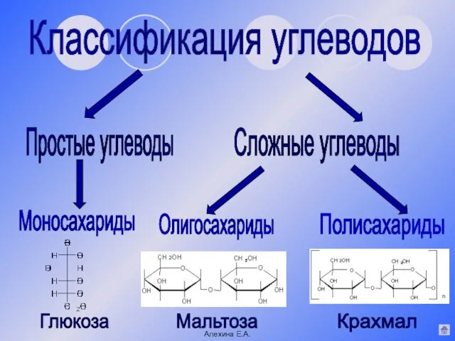 Классификация углеводов Простые углеводы Олигосахариды Полисахариды Глюкоза Мальтоза Крахмал Сложные углеводы Моносахариды Алехина Е.А.