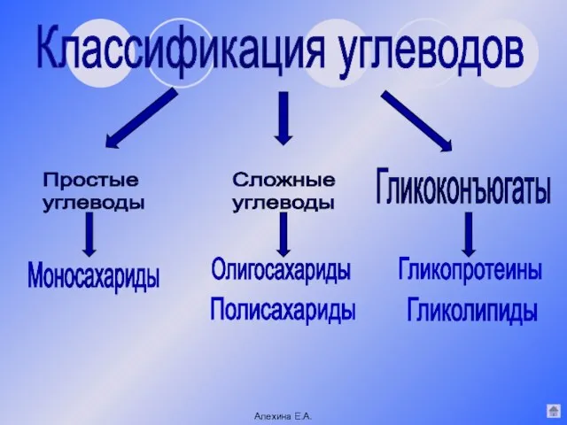 Классификация углеводов Простые углеводы Олигосахариды Полисахариды Сложные углеводы Моносахариды Гликоконъюгаты Гликопротеины Гликолипиды Алехина Е.А.