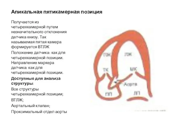 Апикальная пятикамерная позиция Получается из четырехкамерной путем незначительного отклонения датчика книзу. Так