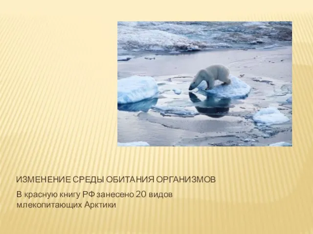 В красную книгу РФ занесено 20 видов млекопитающих Арктики ИЗМЕНЕНИЕ СРЕДЫ ОБИТАНИЯ ОРГАНИЗМОВ