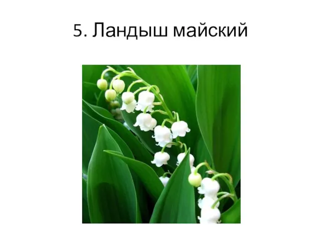 5. Ландыш майский