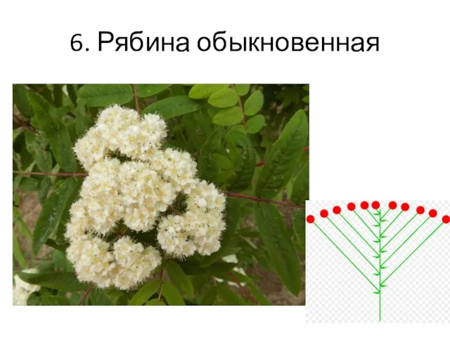 6. Рябина обыкновенная