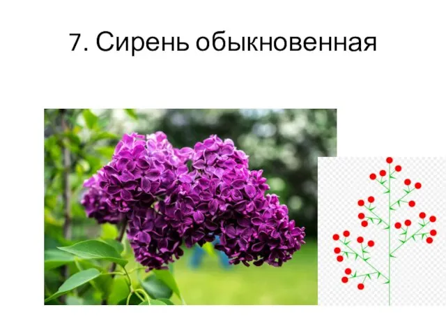 7. Сирень обыкновенная