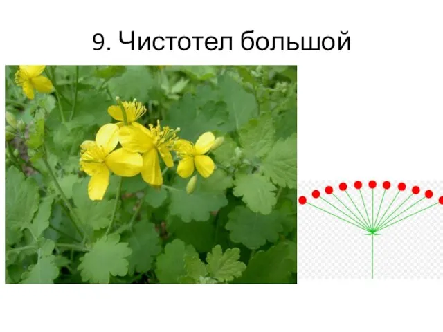 9. Чистотел большой