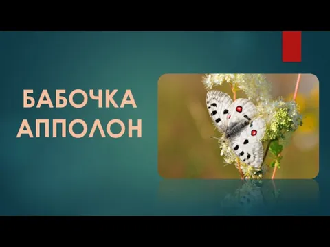 БАБОЧКА АППОЛОН