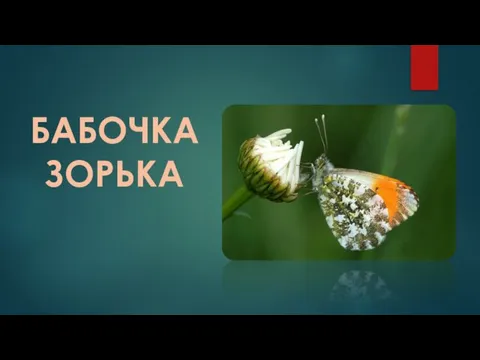 БАБОЧКА ЗОРЬКА