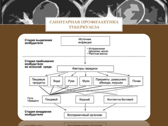 САНИТАРНАЯ ПРОФИЛАКТИКА ТУБЕРКУЛЕЗА