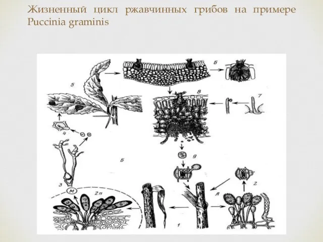 Жизненный цикл ржавчинных грибов на примере Puccinia graminis