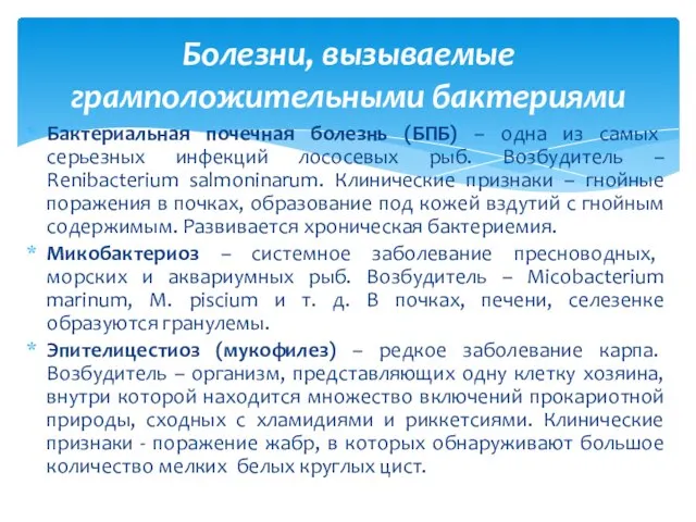 Бактериальная почечная болезнь (БПБ) – одна из самых серьезных инфекций лососевых рыб.