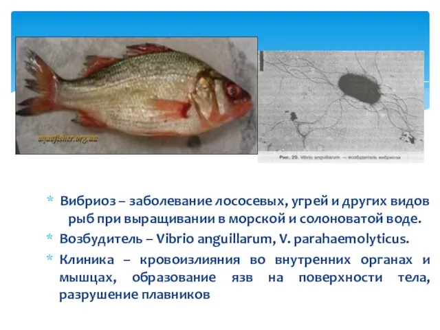 Вибриоз – заболевание лососевых, угрей и других видов рыб при выращивании в