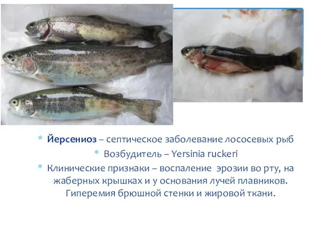 Йерсениоз – септическое заболевание лососевых рыб Возбудитель – Yersinia ruckeri Клинические признаки