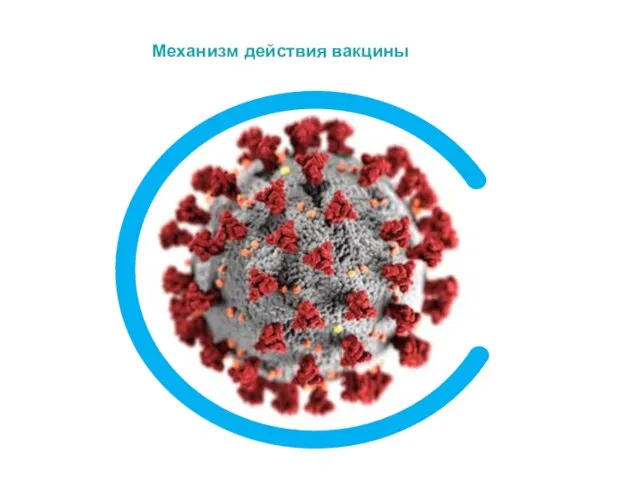 Механизм действия вакцины